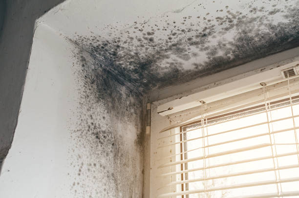 Affordable Mold Remediation solutions in Fountain, NC